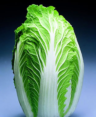 Chinese Napa Cabbage